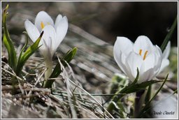crocus de printemps